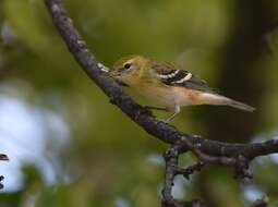 Setophaga castanea (Wilson & A 1810) resmi