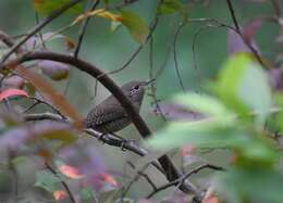 Image of House Wren