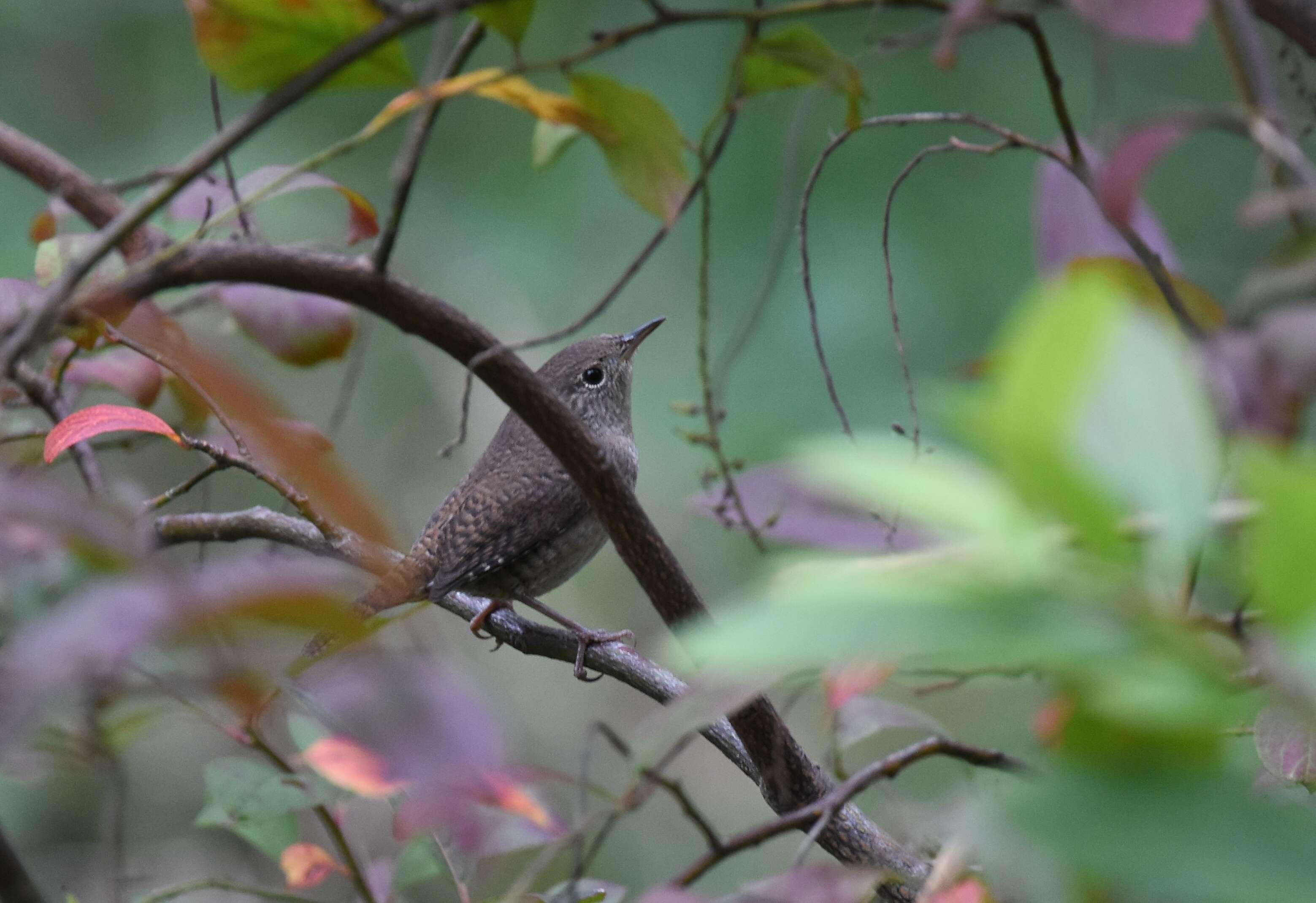 Image of House Wren