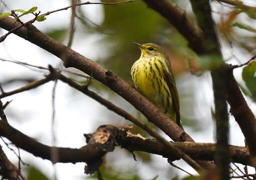 Image of Cape May Warbler