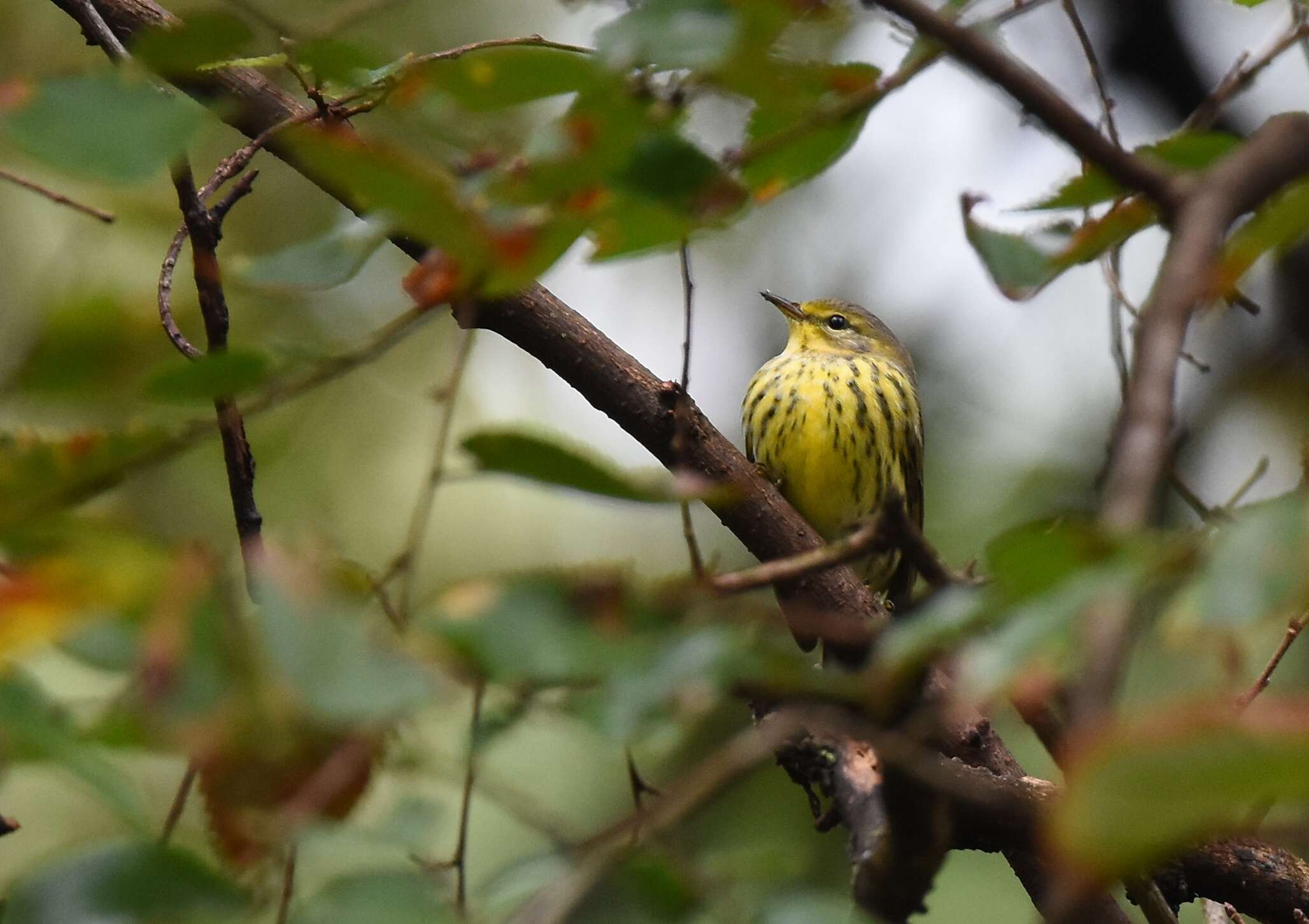 Image of Cape May Warbler