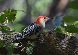 Image of Red-bellied Woodpecker