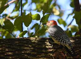 Image of Red-bellied Woodpecker