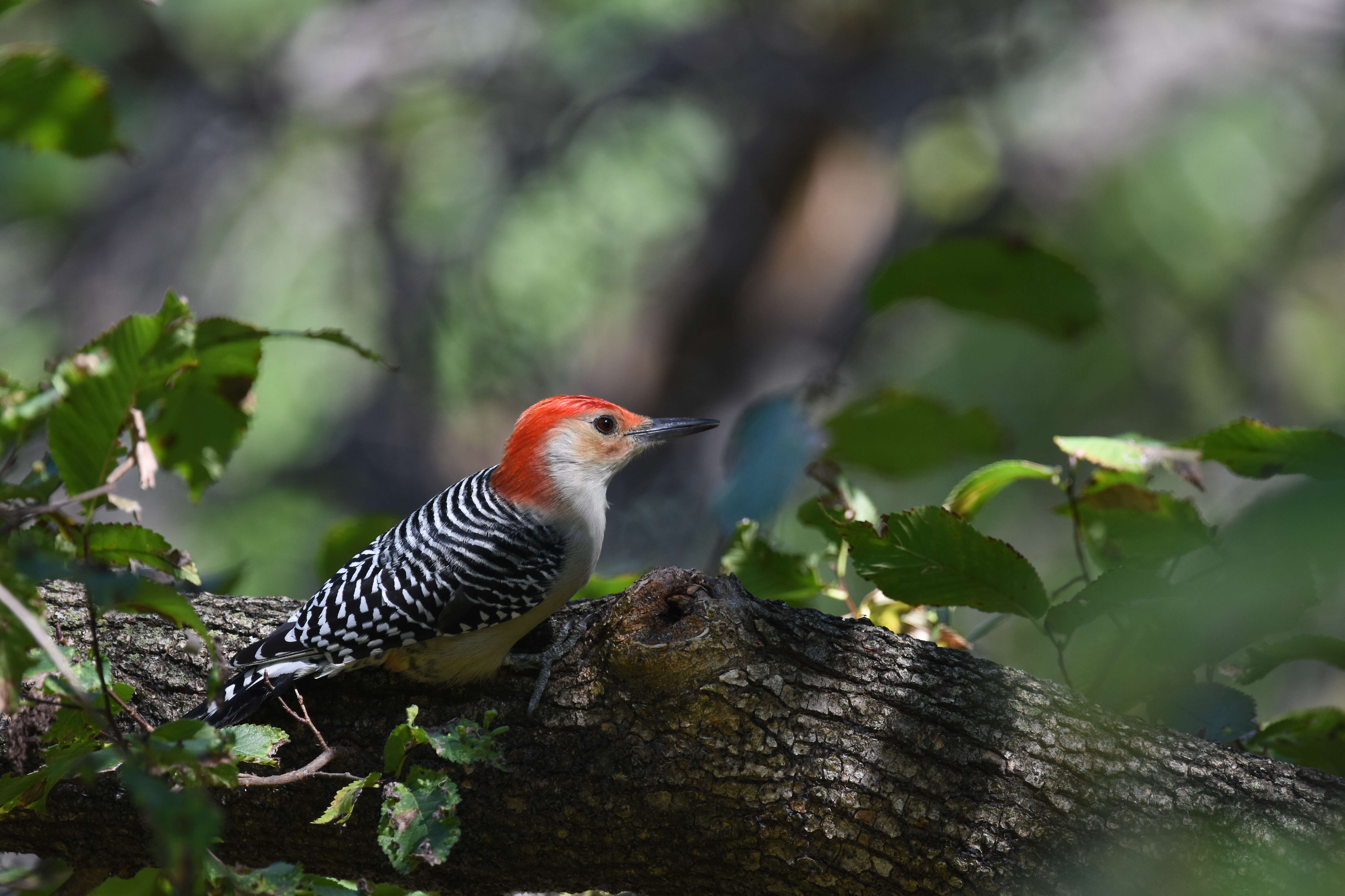 Image of Red-bellied Woodpecker