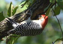 Image of Red-bellied Woodpecker