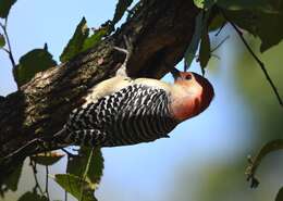 Image of Red-bellied Woodpecker