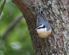 Imagem de Sitta canadensis Linnaeus 1766