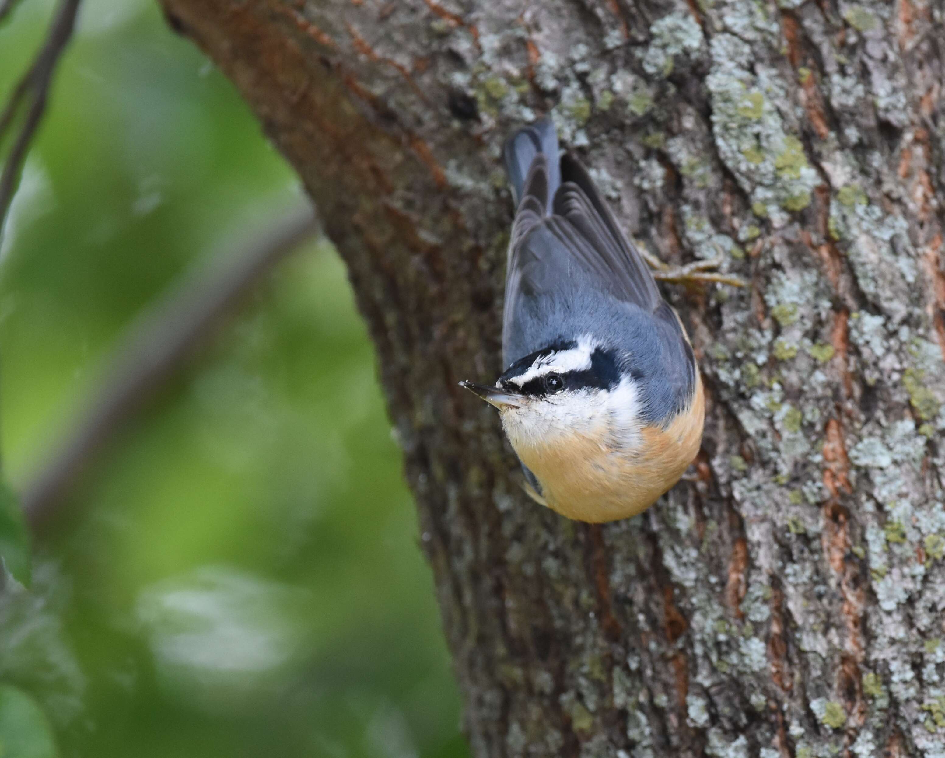 Image of Red-breasted Nuthatch