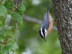 Imagem de Sitta canadensis Linnaeus 1766