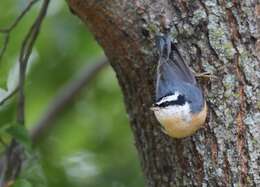 Image of Red-breasted Nuthatch