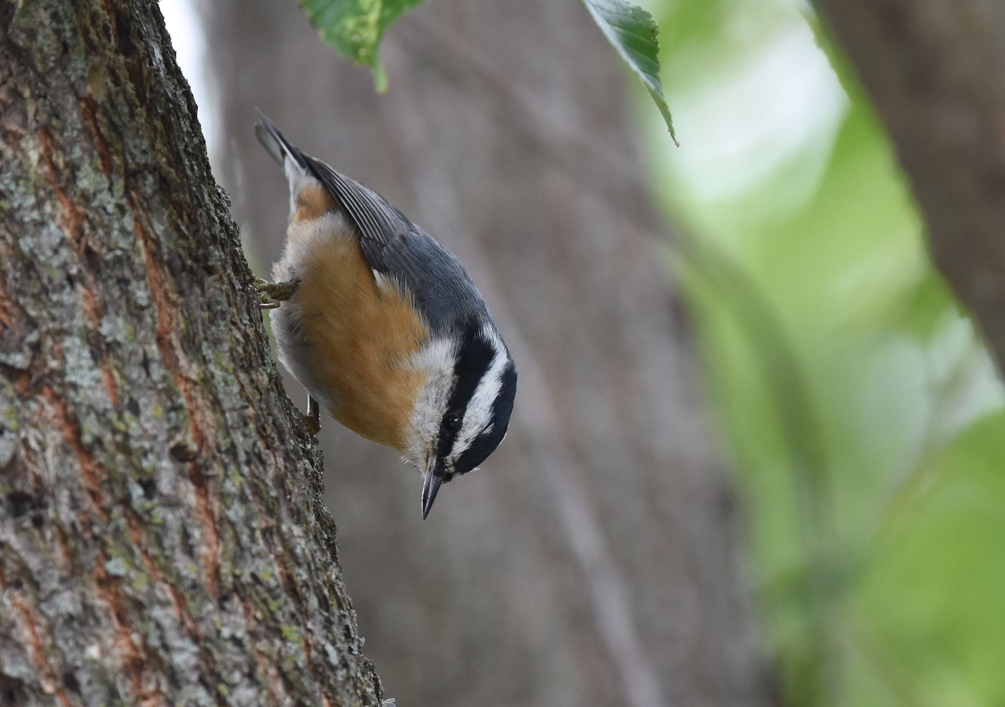 Image of Red-breasted Nuthatch