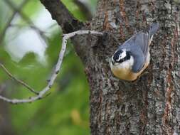 Image of Red-breasted Nuthatch