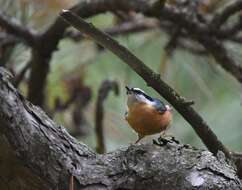 Image of Red-breasted Nuthatch