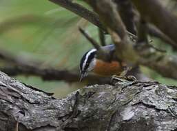 Image of Red-breasted Nuthatch