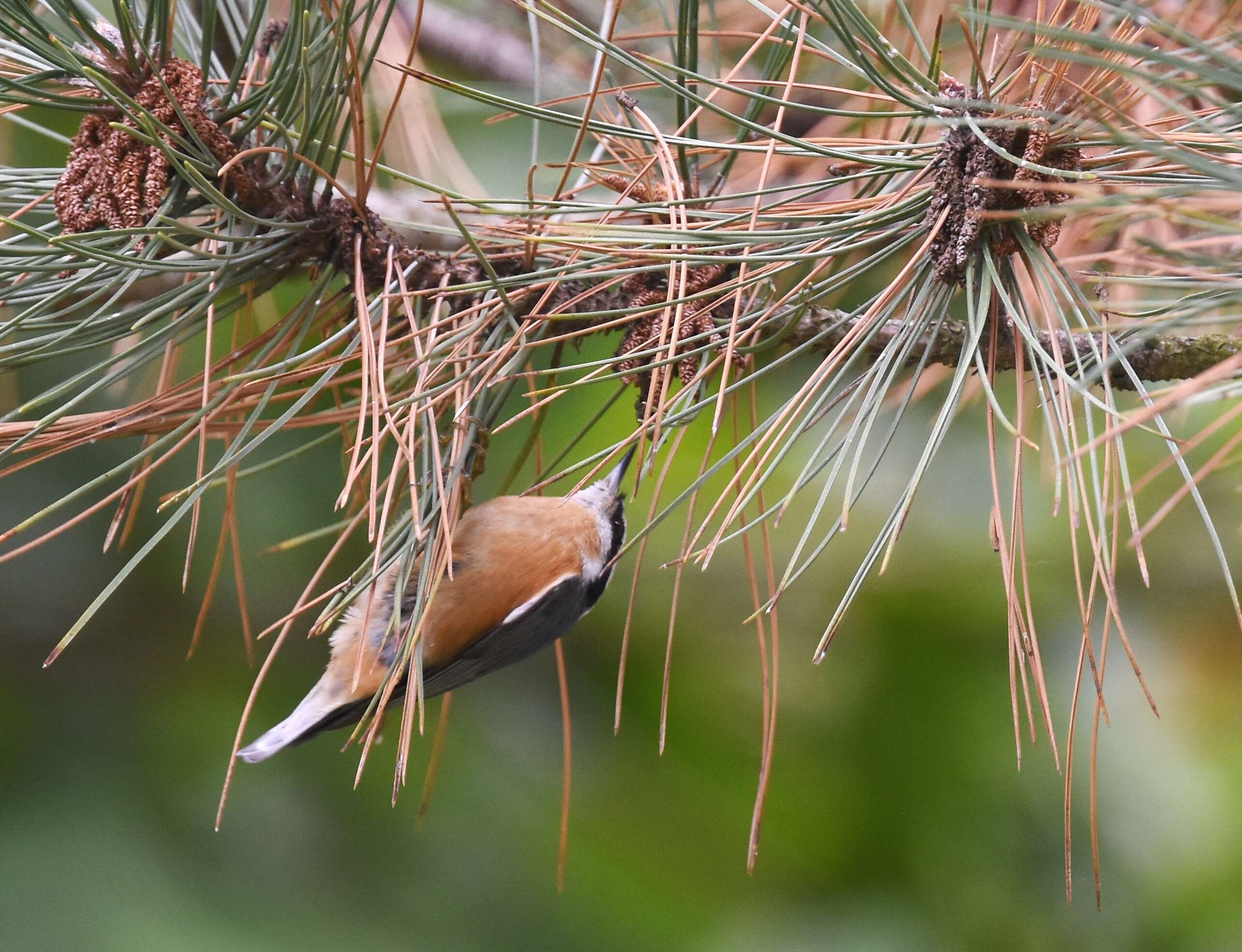 Image of Red-breasted Nuthatch