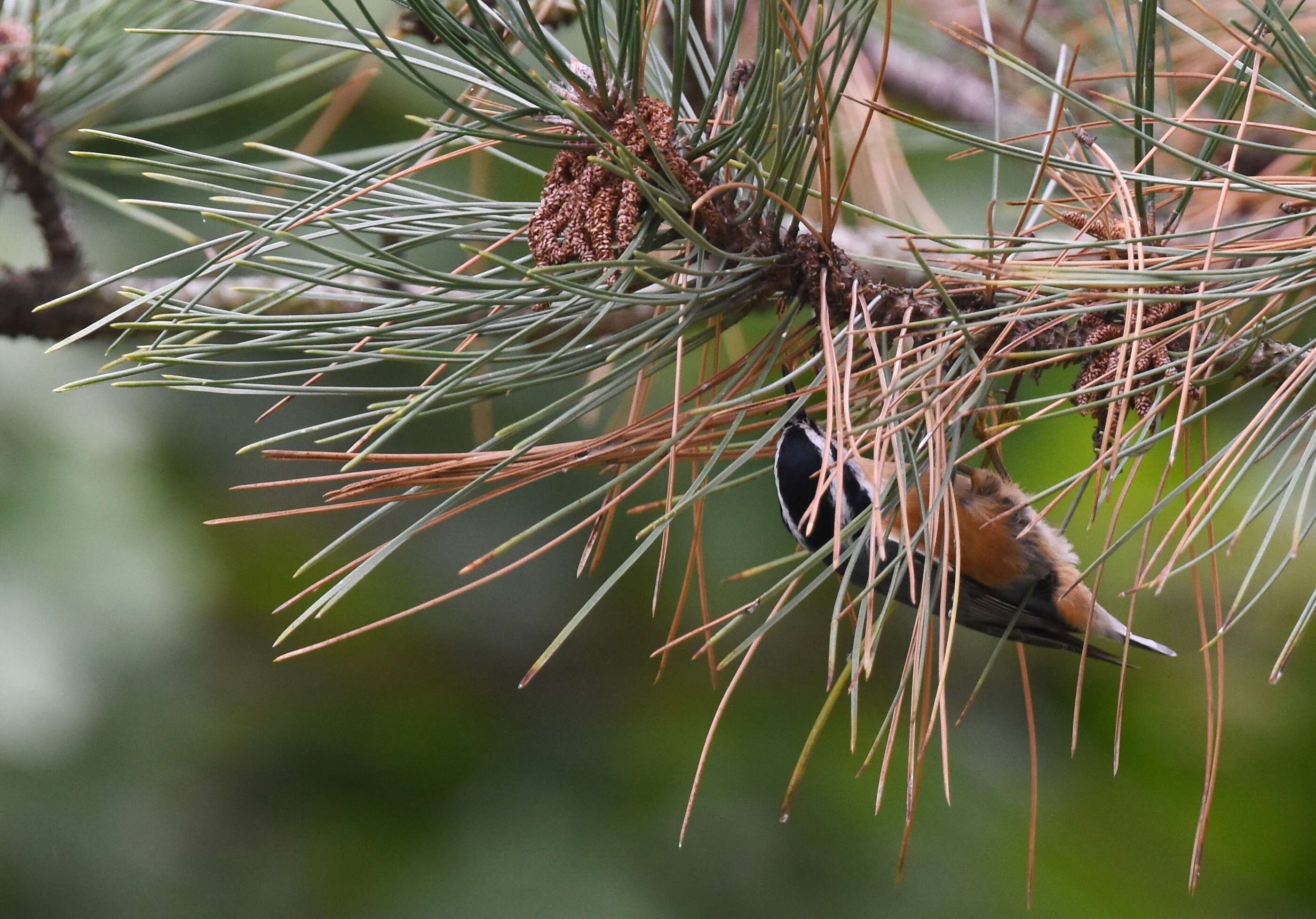 Imagem de Sitta canadensis Linnaeus 1766