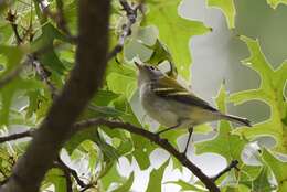 Image of Chestnut-sided Warbler