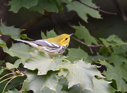 Image of Black-throated Green Warbler