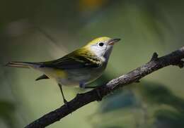 Image of Chestnut-sided Warbler