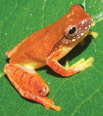 Imagem de Dendropsophus bipunctatus (Spix 1824)