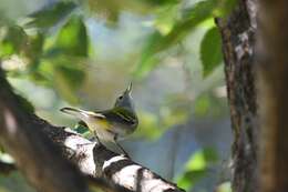 Image of Chestnut-sided Warbler