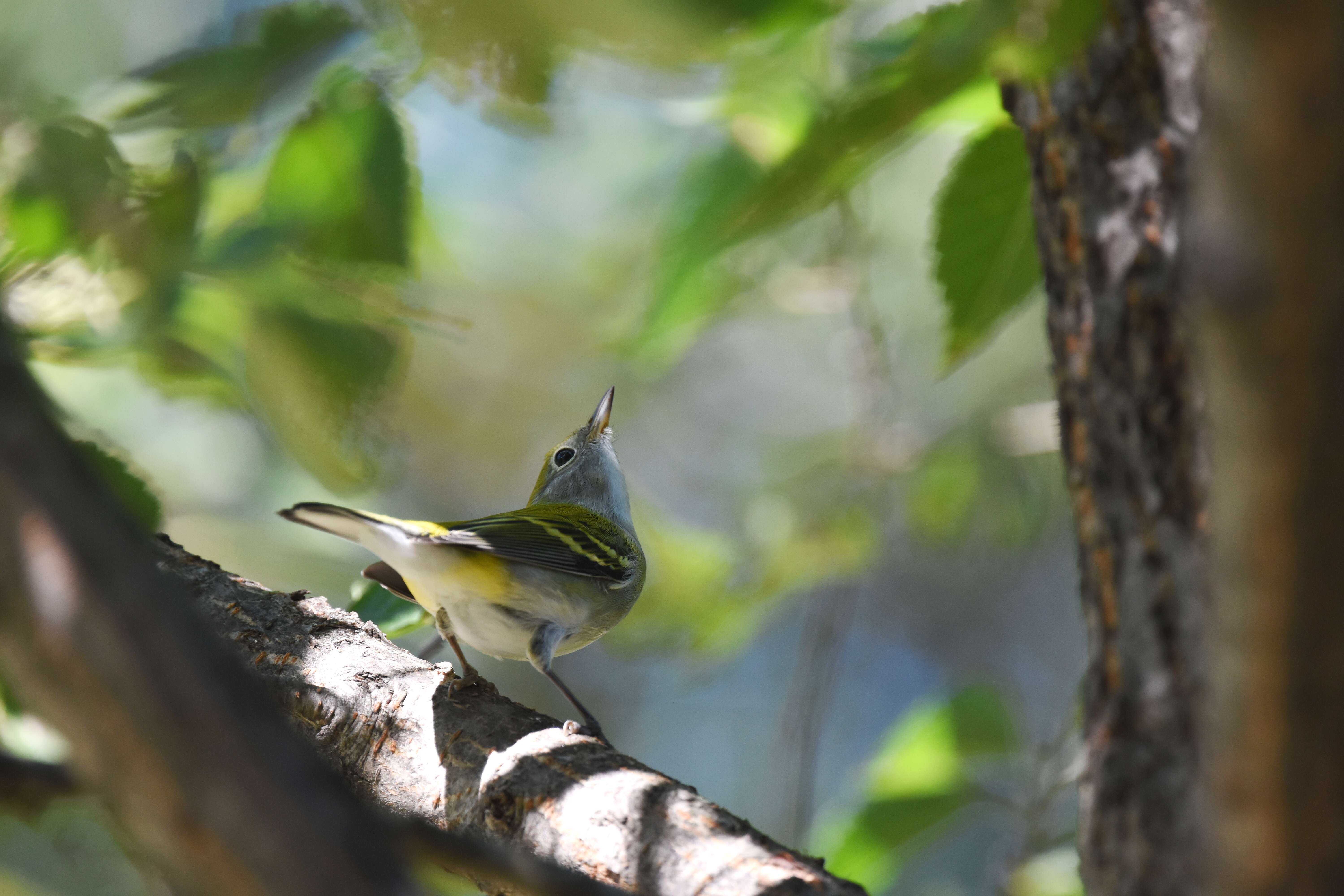 Image of Chestnut-sided Warbler