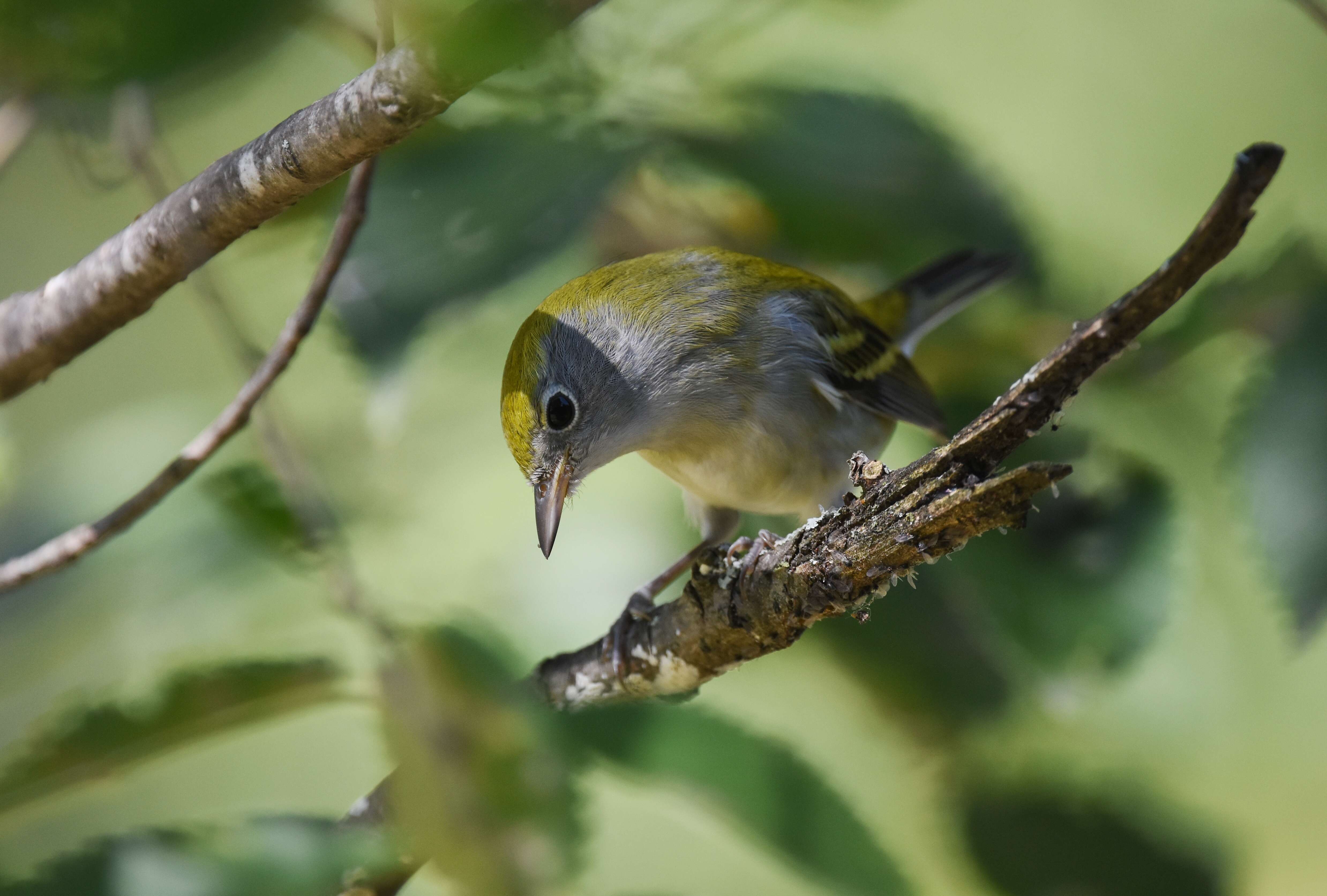 Image of Chestnut-sided Warbler