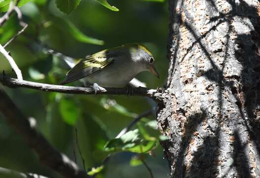 Image of Chestnut-sided Warbler