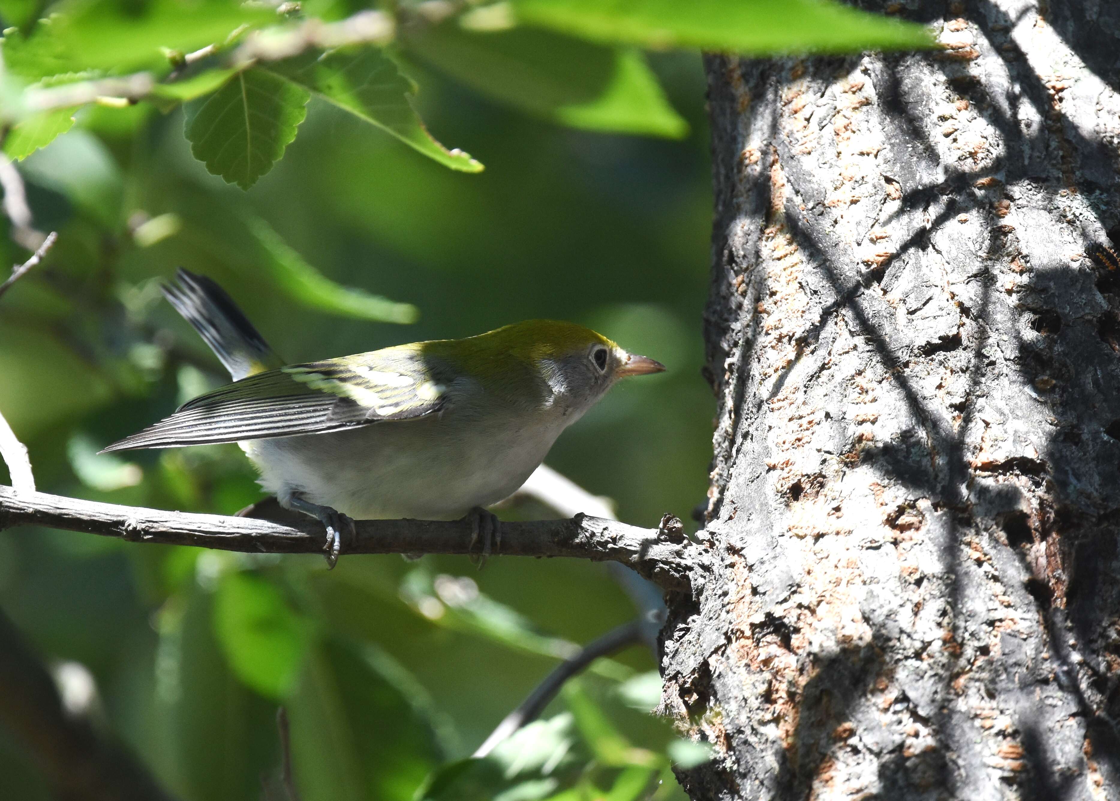 Image of Chestnut-sided Warbler