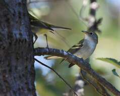 Image of Chestnut-sided Warbler