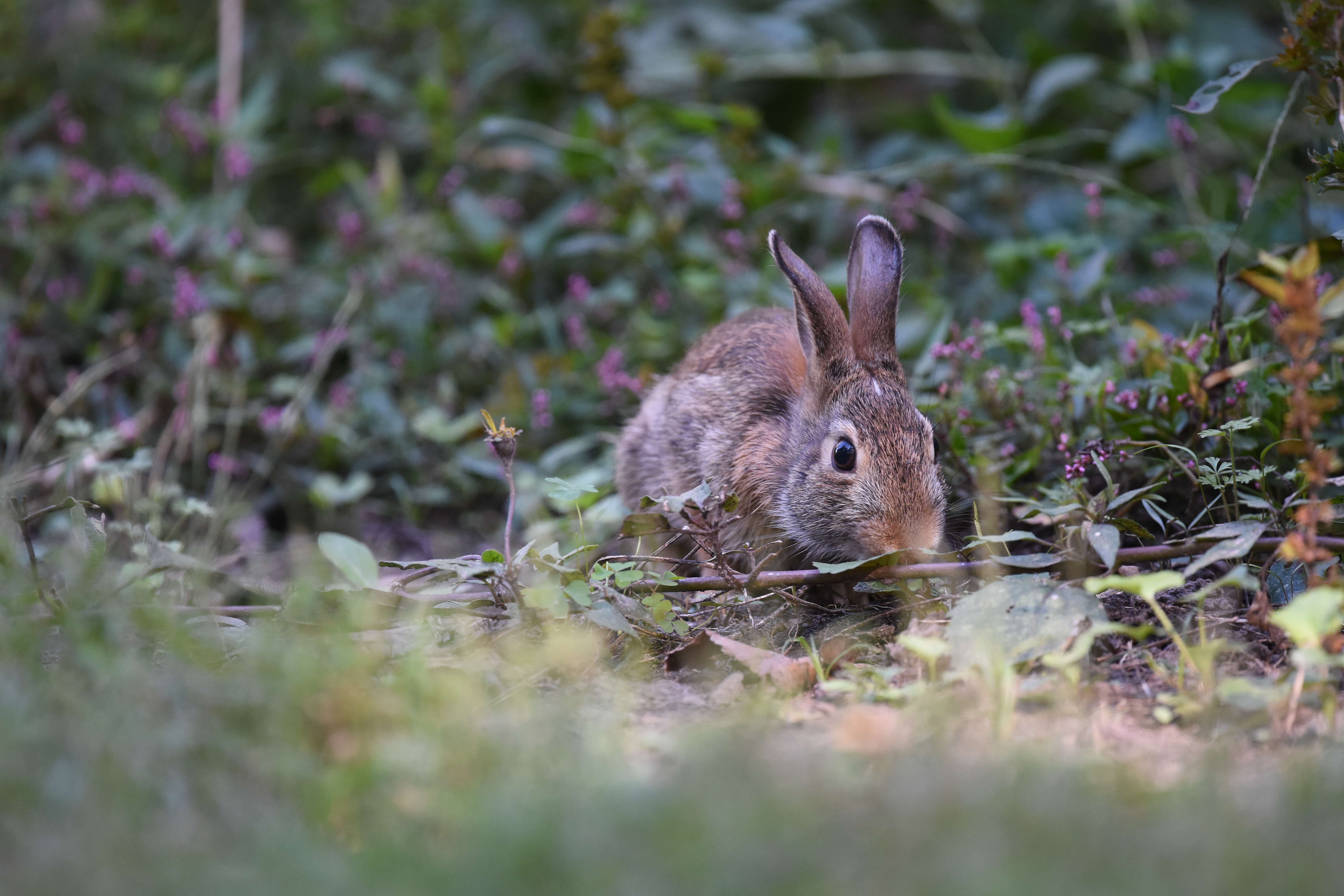 Image of eastern cottontail