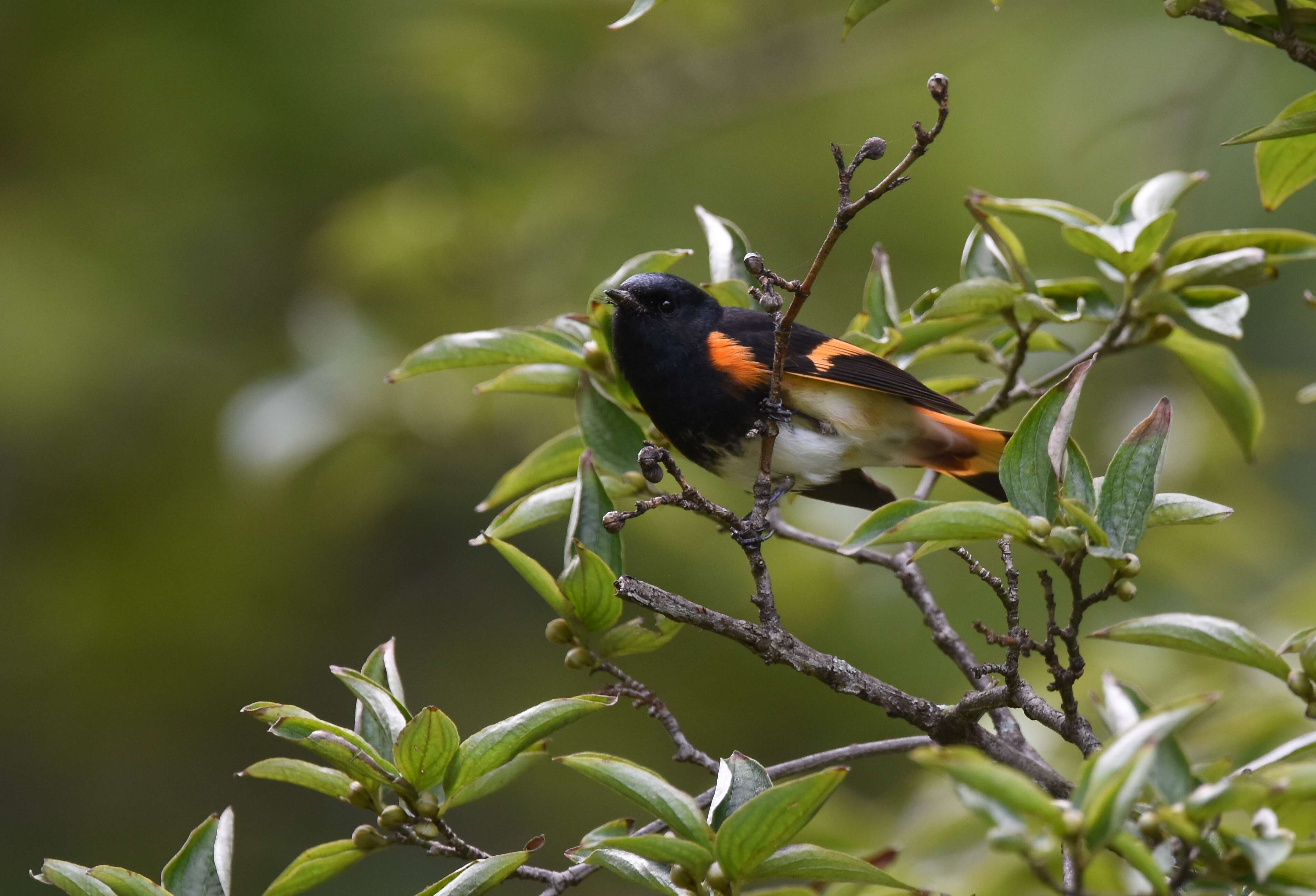 Image of American Redstart