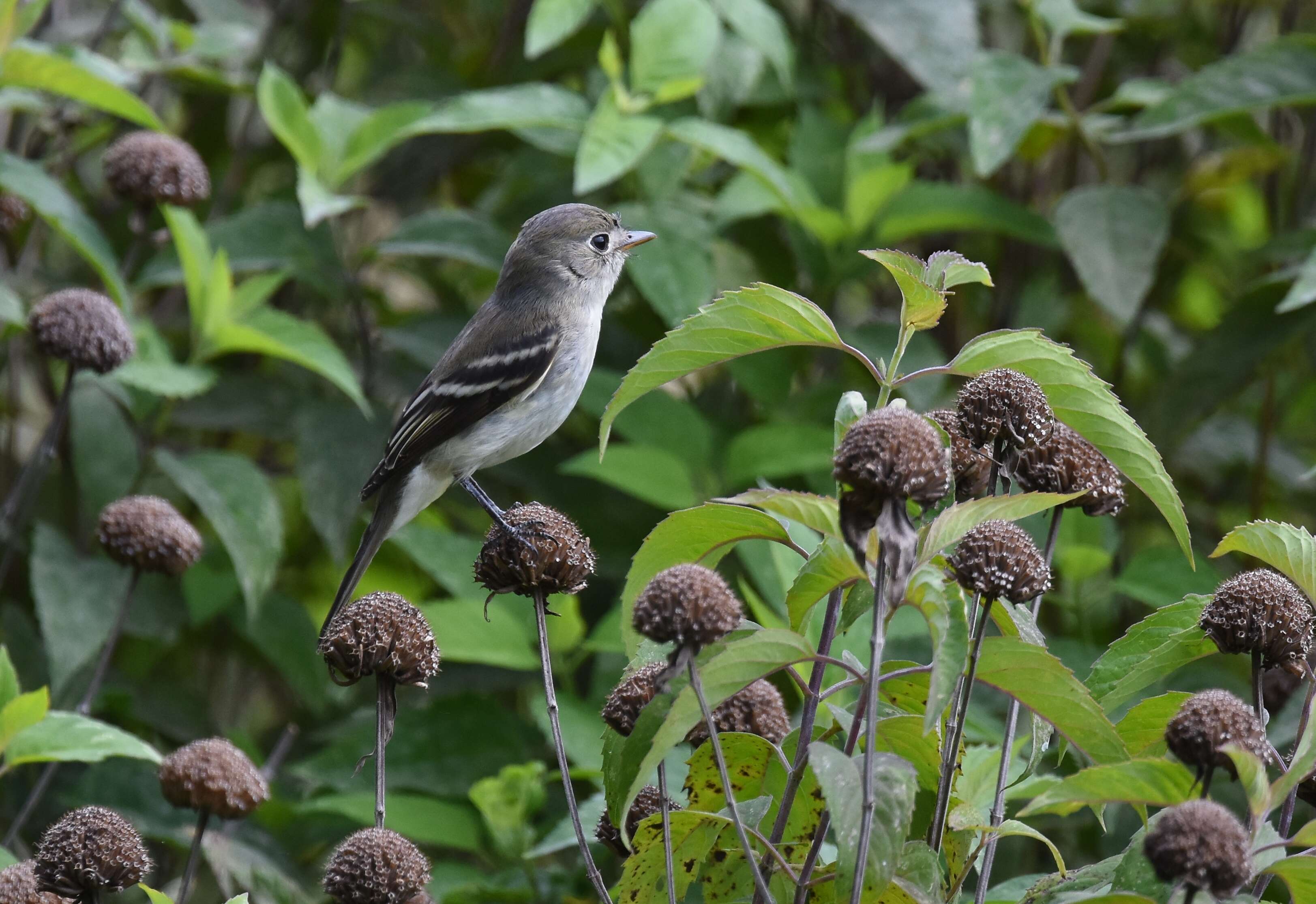 Image of Least Flycatcher