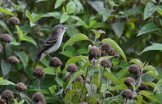 Imagem de Empidonax minimus (Baird, WM, Baird & SF 1843)