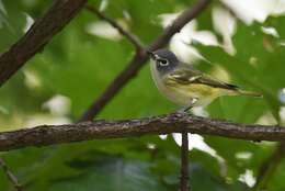 Image of Blue-headed Vireo