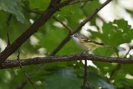 Image of Blue-headed Vireo