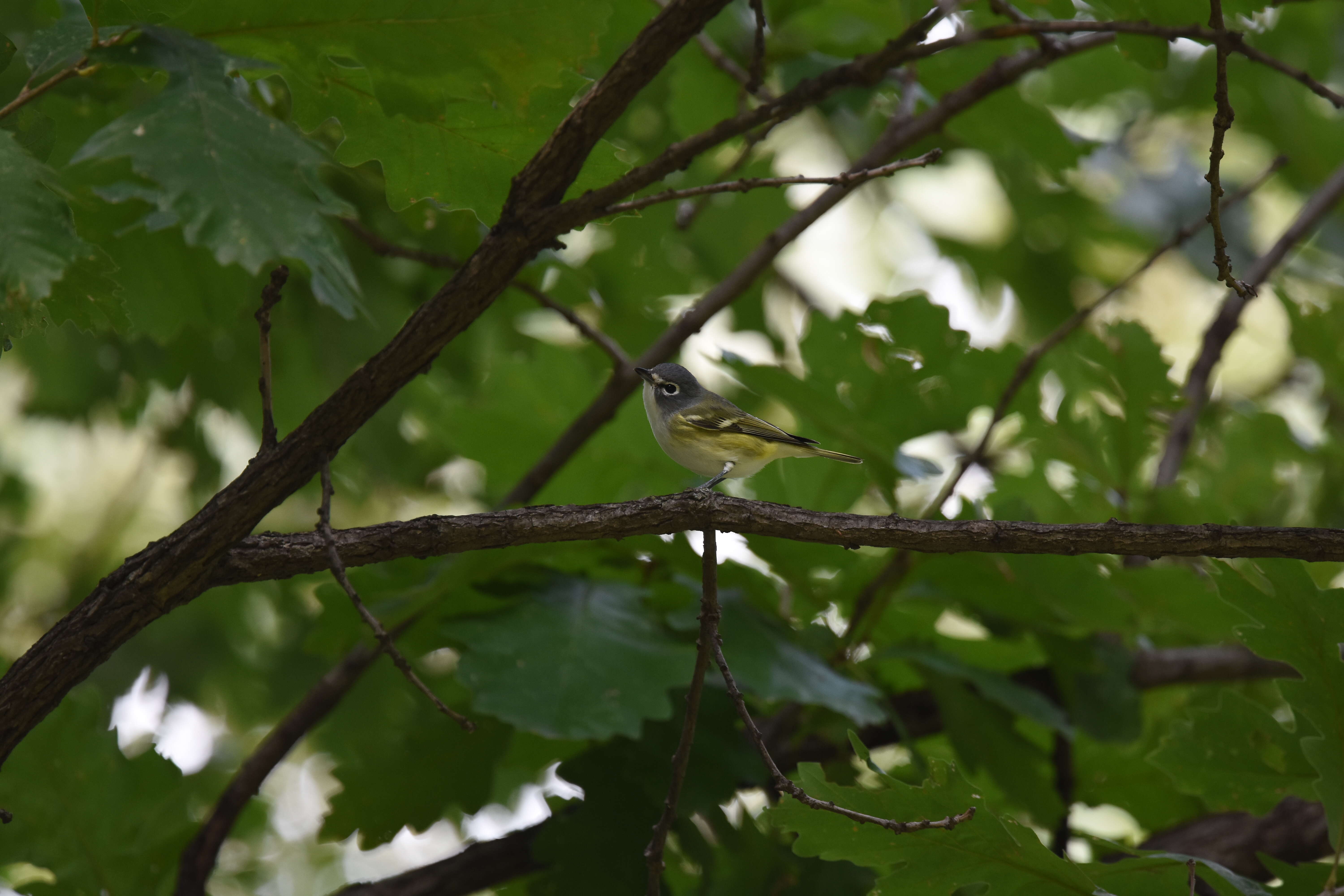 Image of Blue-headed Vireo