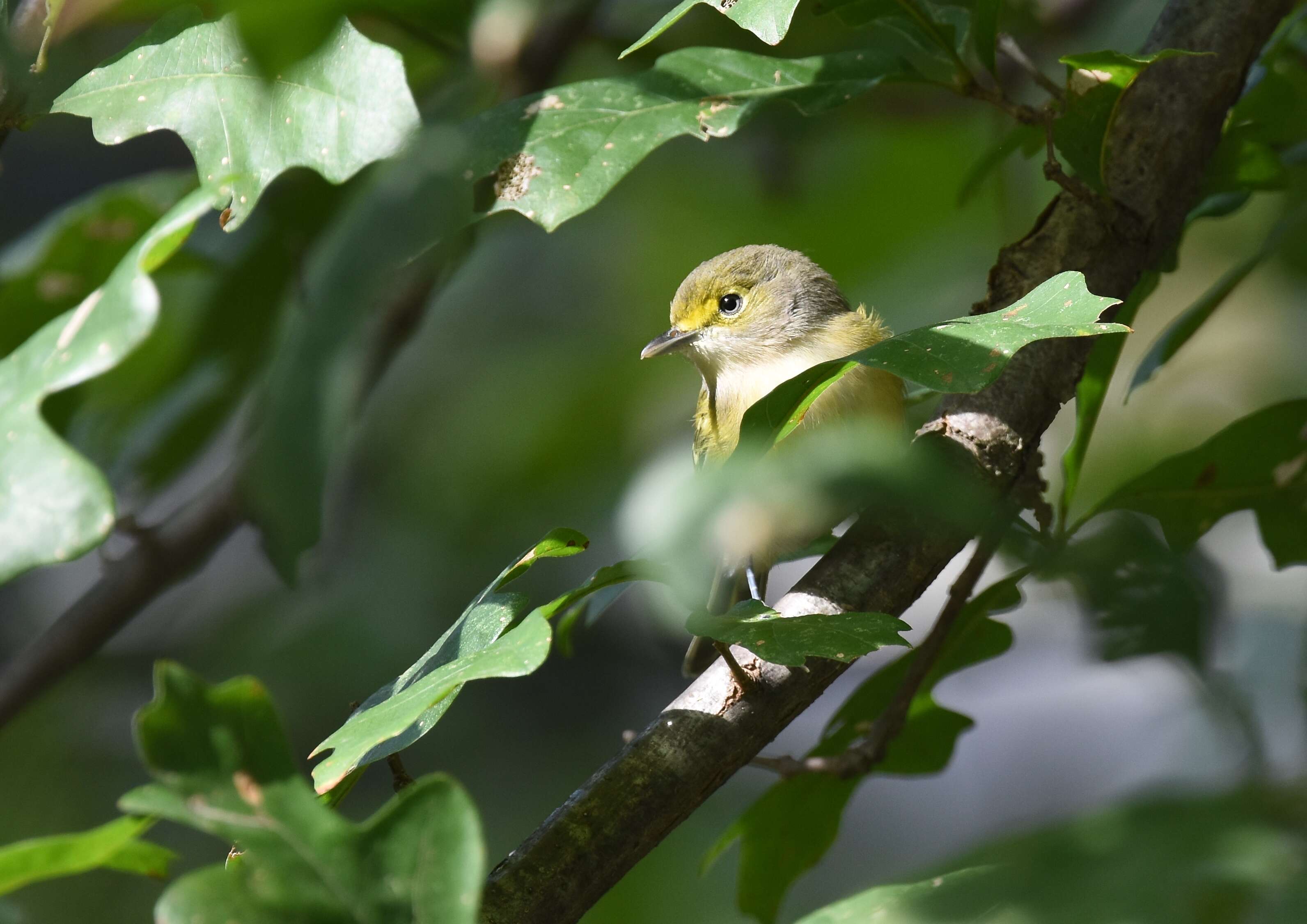 Слика од Vireo griseus (Boddaert 1783)