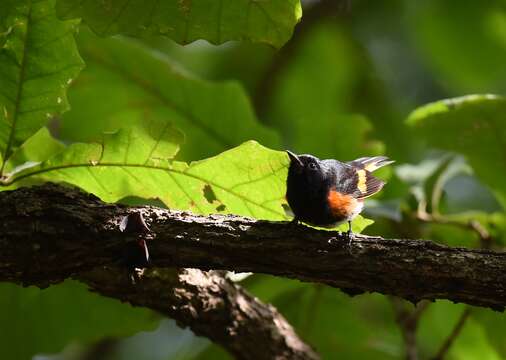 Image of American Redstart