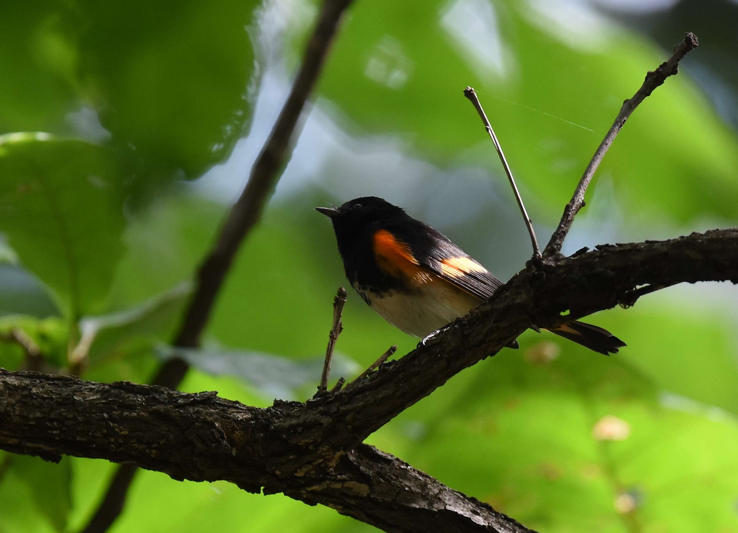 Image of American Redstart