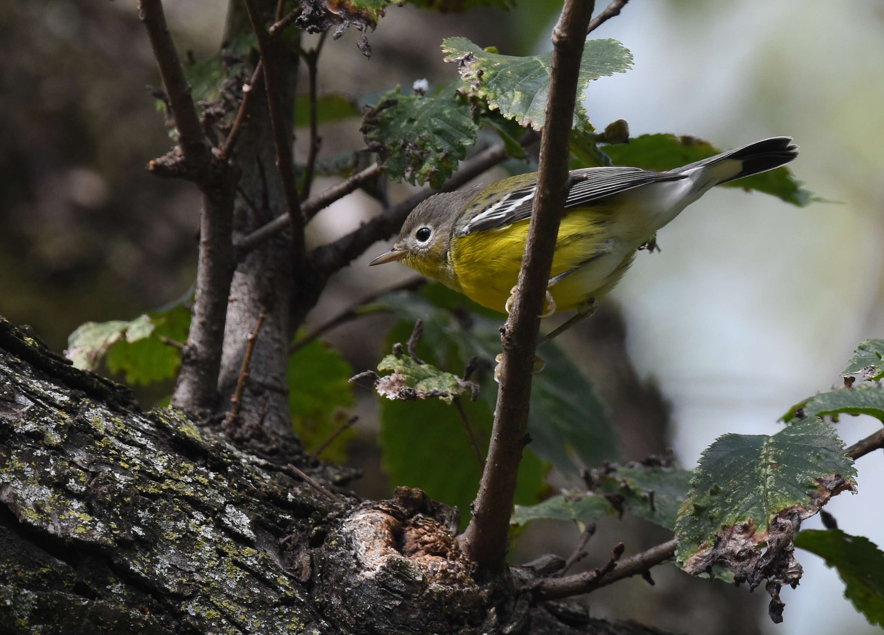 Image of Magnolia Warbler