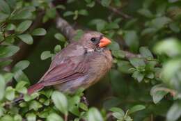 Image of Cardinalis Bonaparte 1838