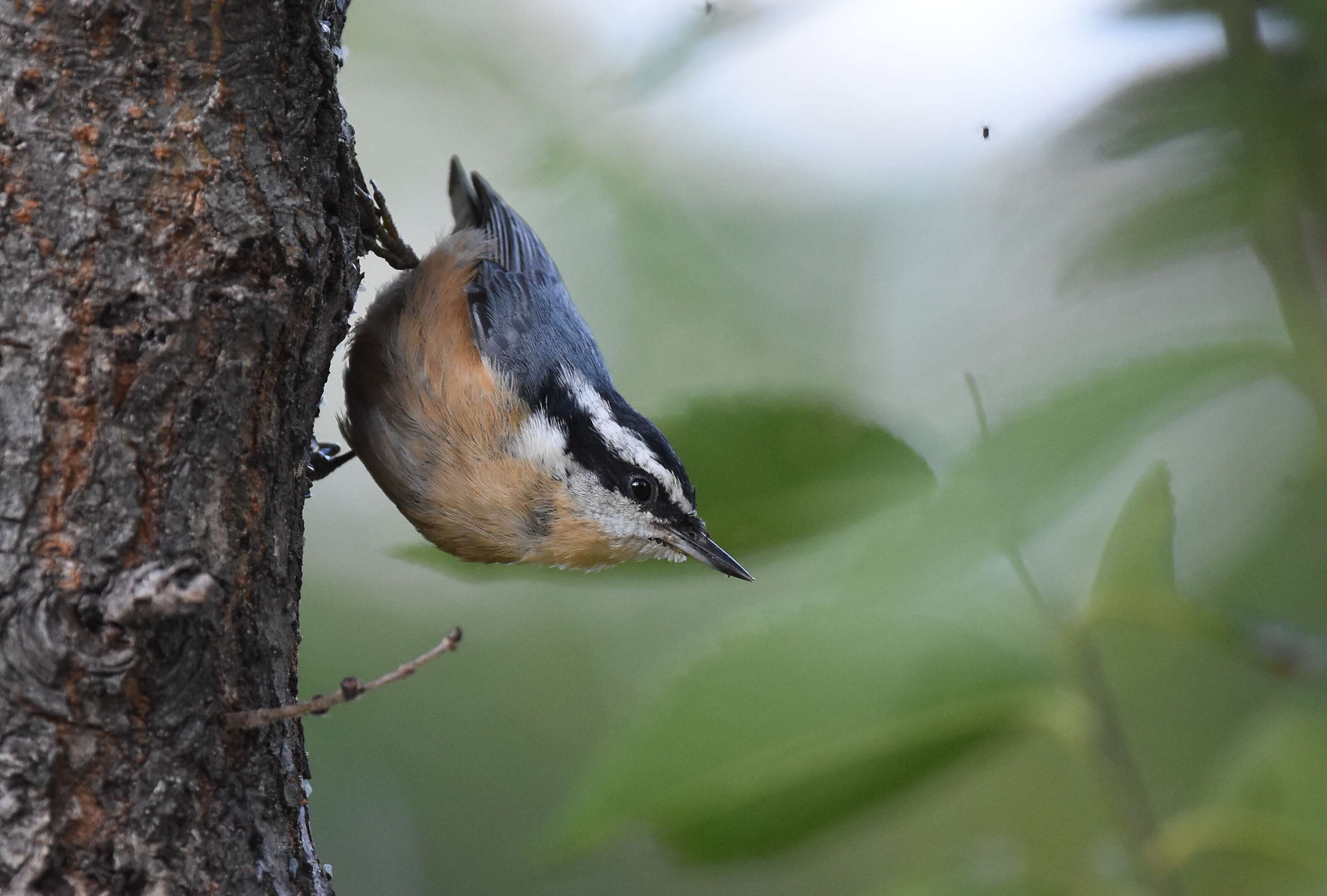 Image of Red-breasted Nuthatch