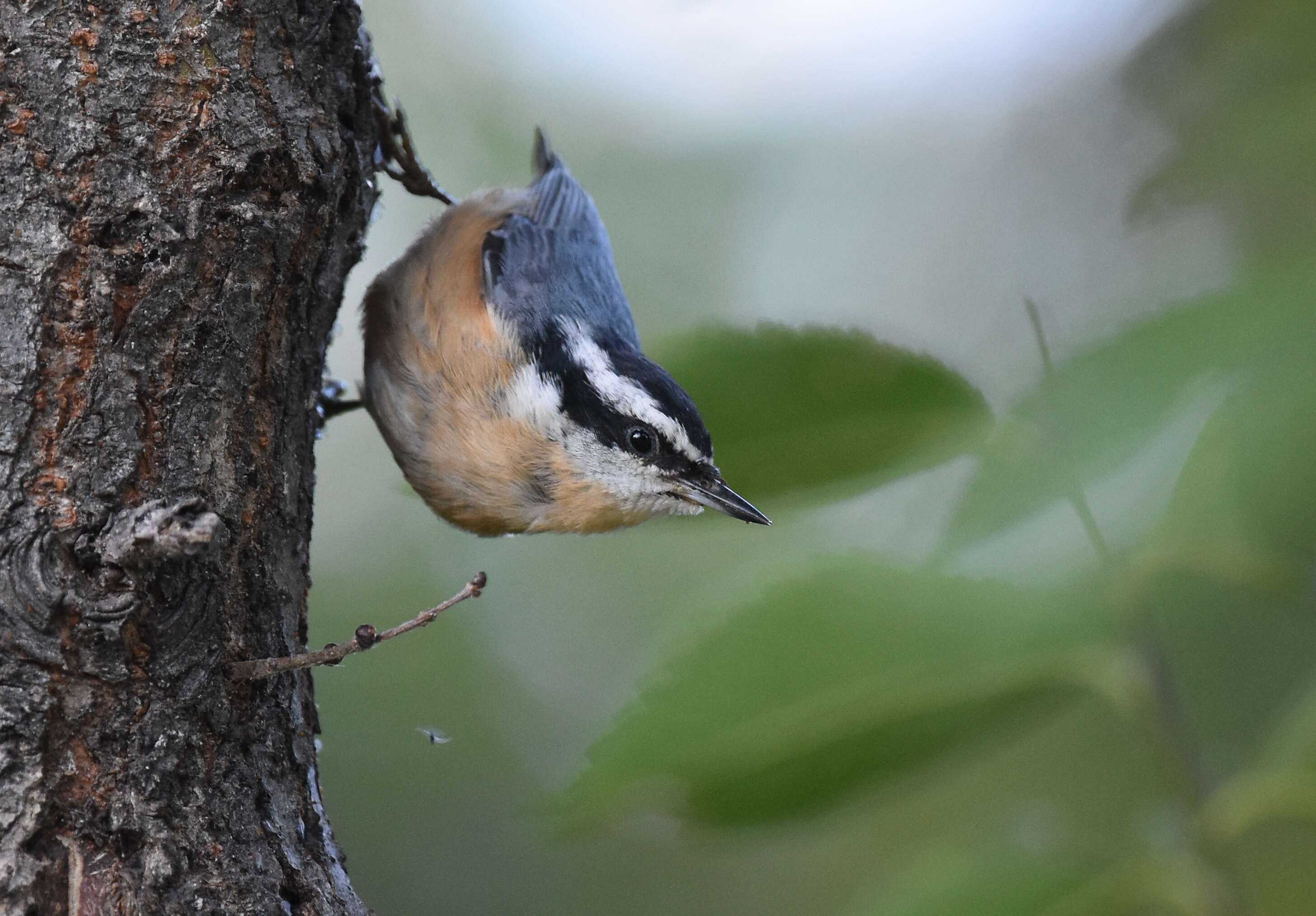 Image of Red-breasted Nuthatch