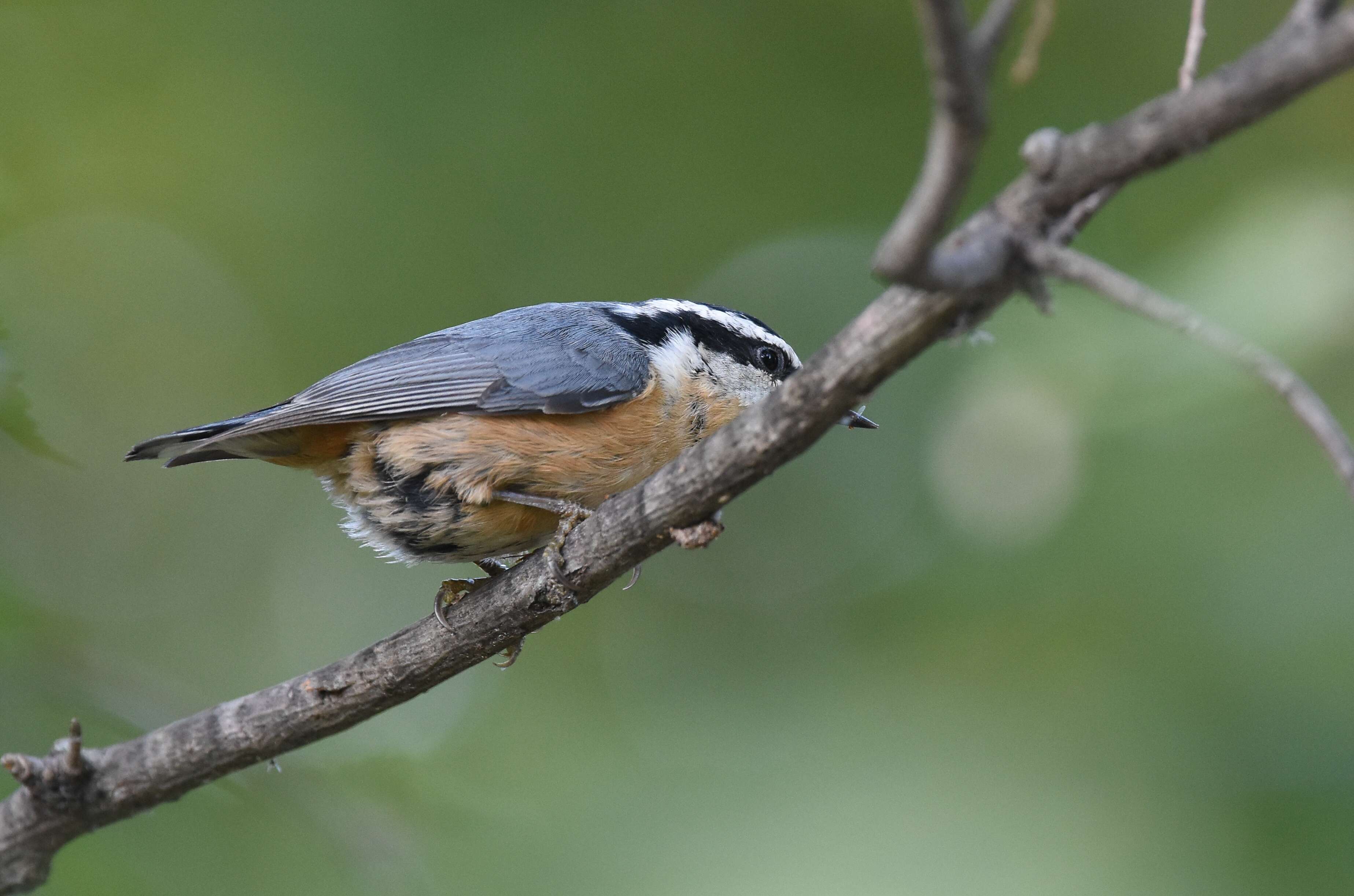 Imagem de Sitta canadensis Linnaeus 1766