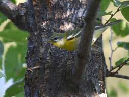 Image of Northern Parula