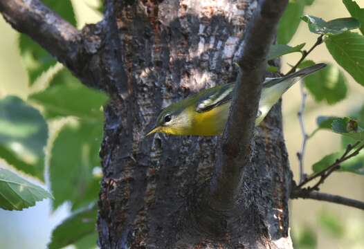 Image of Northern Parula