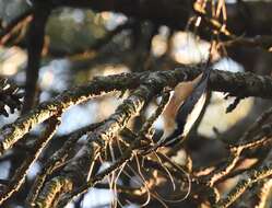 Image of Red-breasted Nuthatch