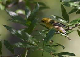 Setophaga castanea (Wilson & A 1810) resmi