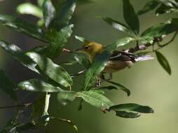 Image of Bay-breasted Warbler